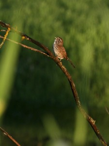 A song sparrow sings from an elevated perch