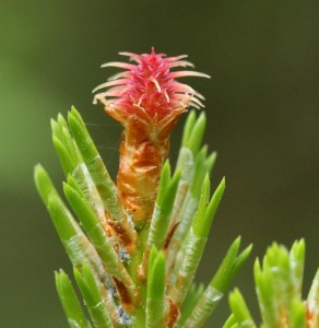 Close-up of lodgepole pine seed cone at tip of candle
