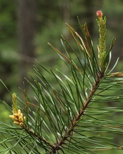 Seed cone (top right) and pollen cones (lower left) on a small lodgepole pine