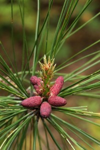Ponderosa pine pollen cones at base of new growth (candle)