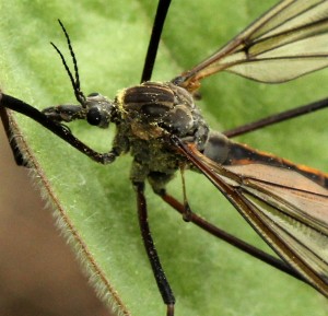 Halteres are located just behind the first pair of wings