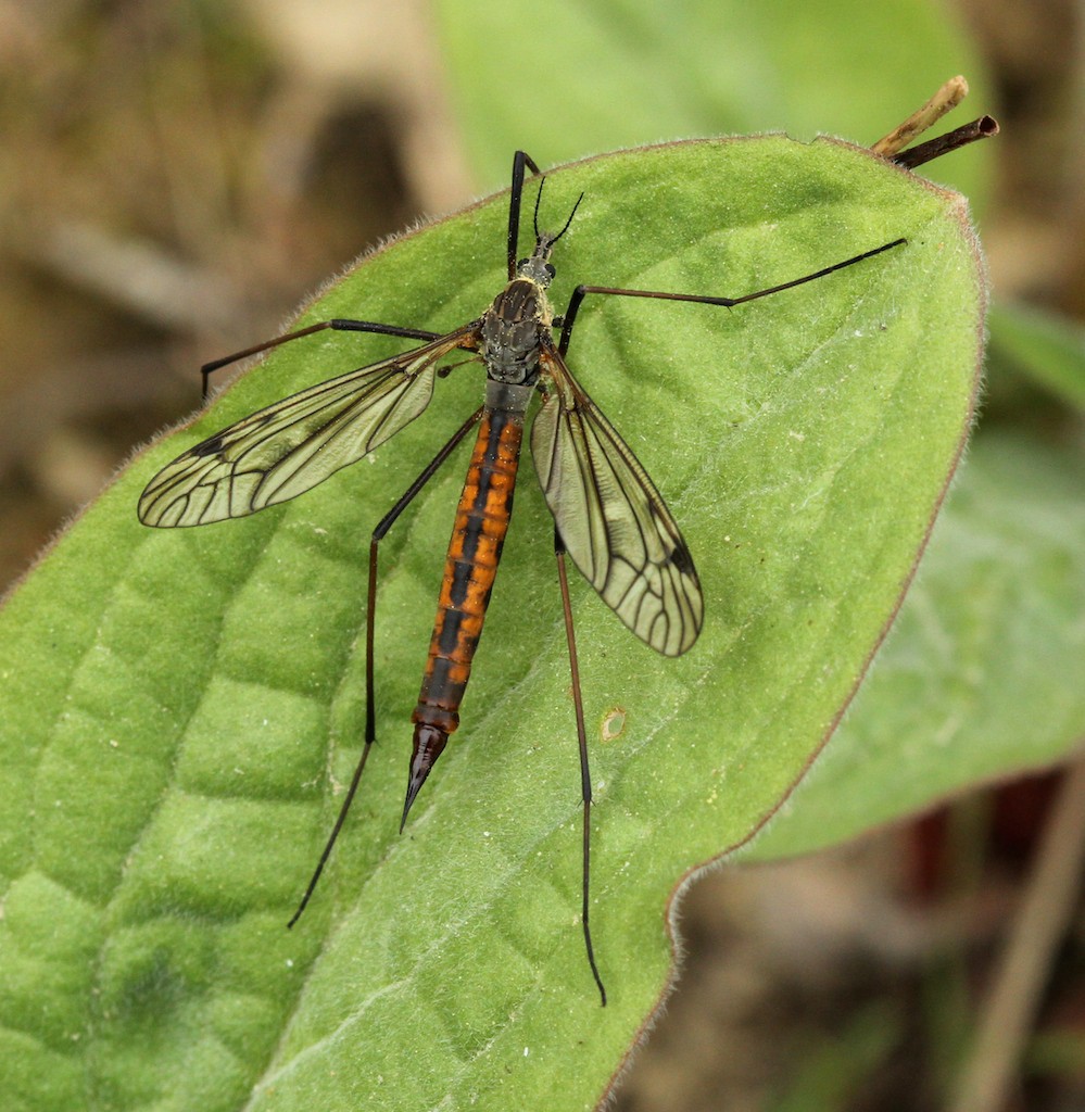 Crane flies, like this female, often lose a leg when escaping predators