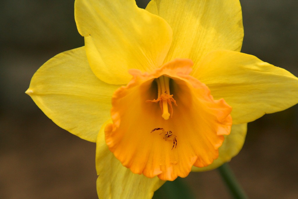 Being camouflaged helps the crab spider eat and not be eaten