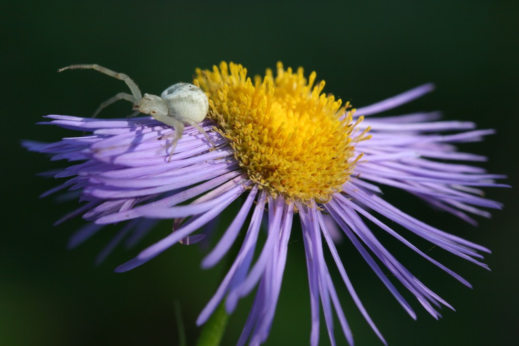 Most "flower" crab spiders are yellow or white