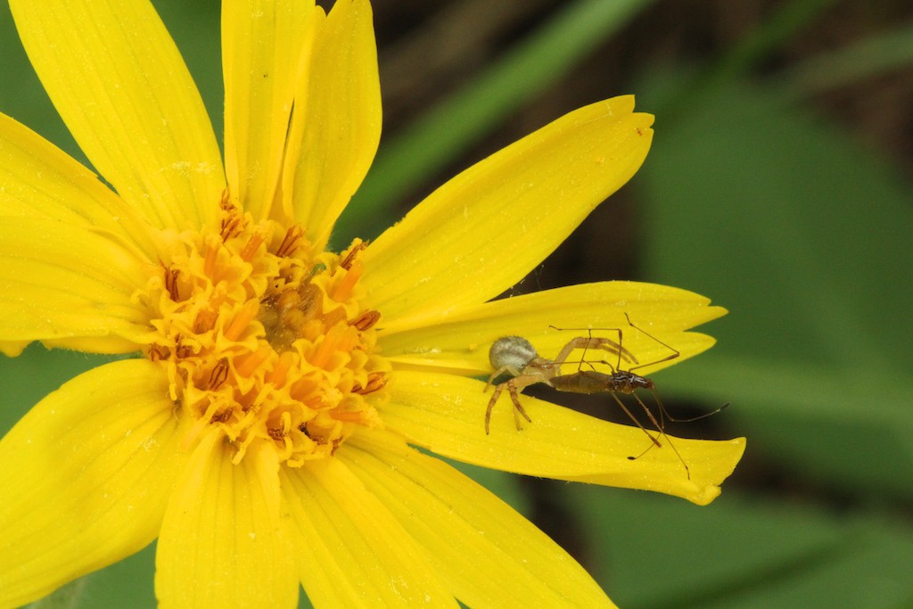 Crab spiders can capture prey two to three times larger than themselves