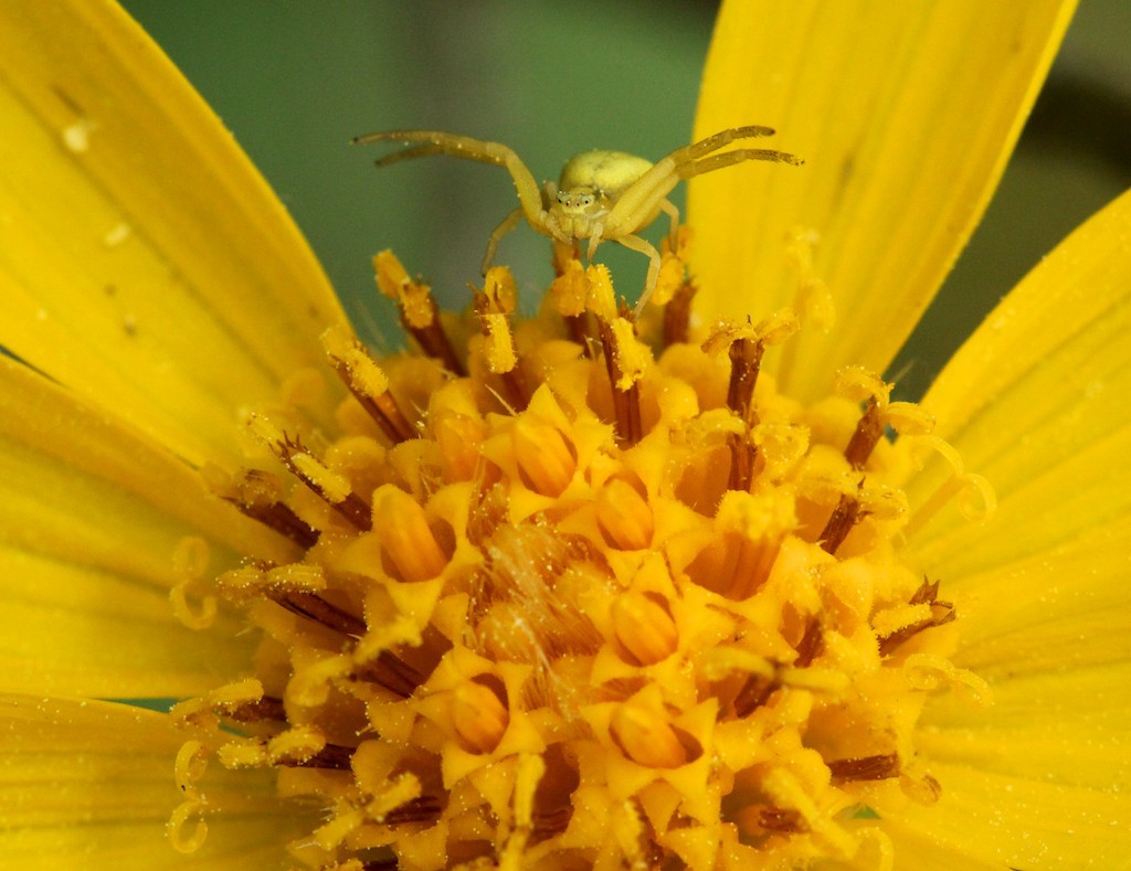 The crab spider's stance is true to its name