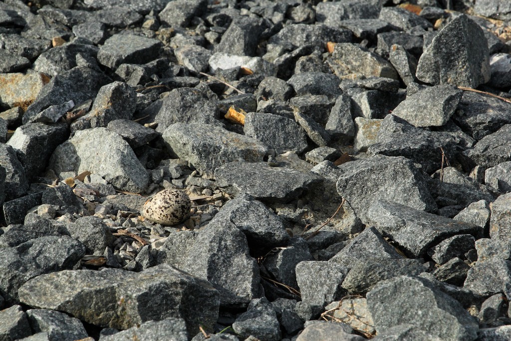 An abandoned killdeer egg is camouflaged among the big gravel. The bird egg is light brown with dark brown markings.