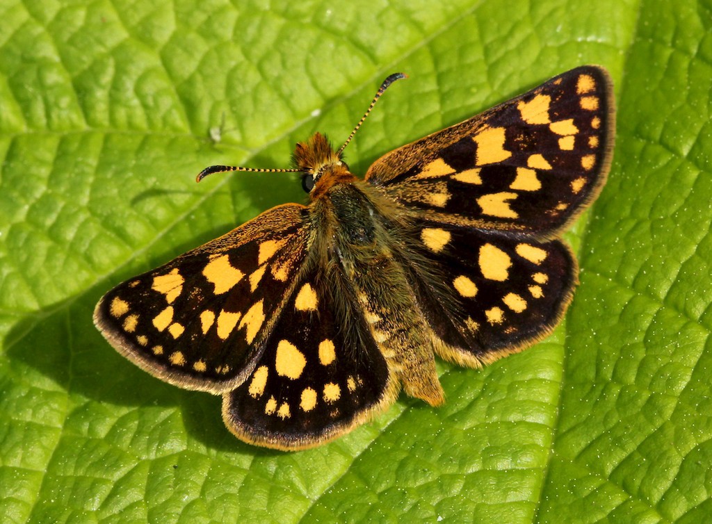 Arctic Skipper (butterfly)