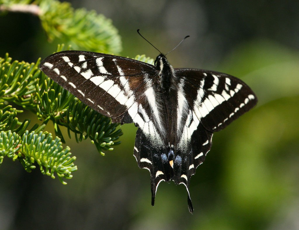 Swallowtail butterfly