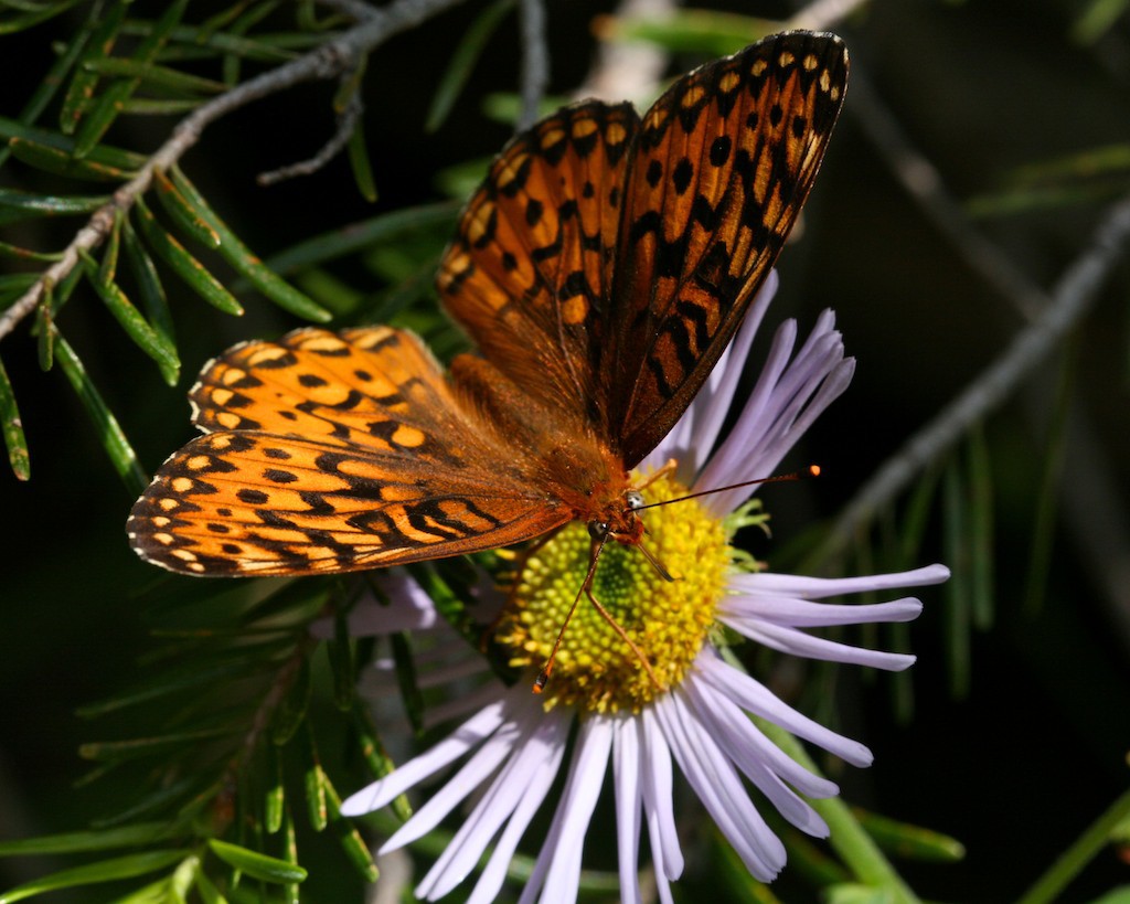 The proboscis of butterflies and moths uncoil like a party noise maker to draw in fluids