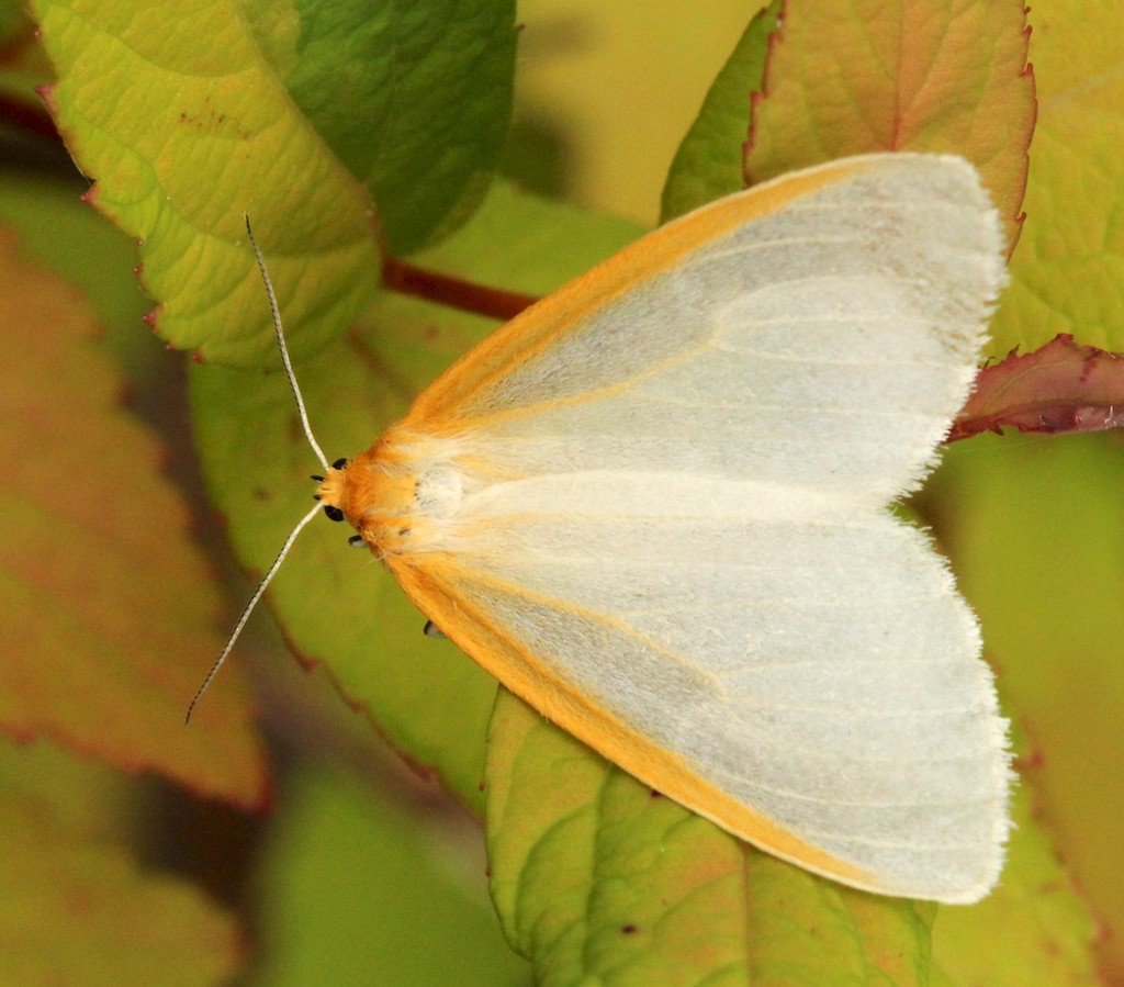 Dogbane tiger moth