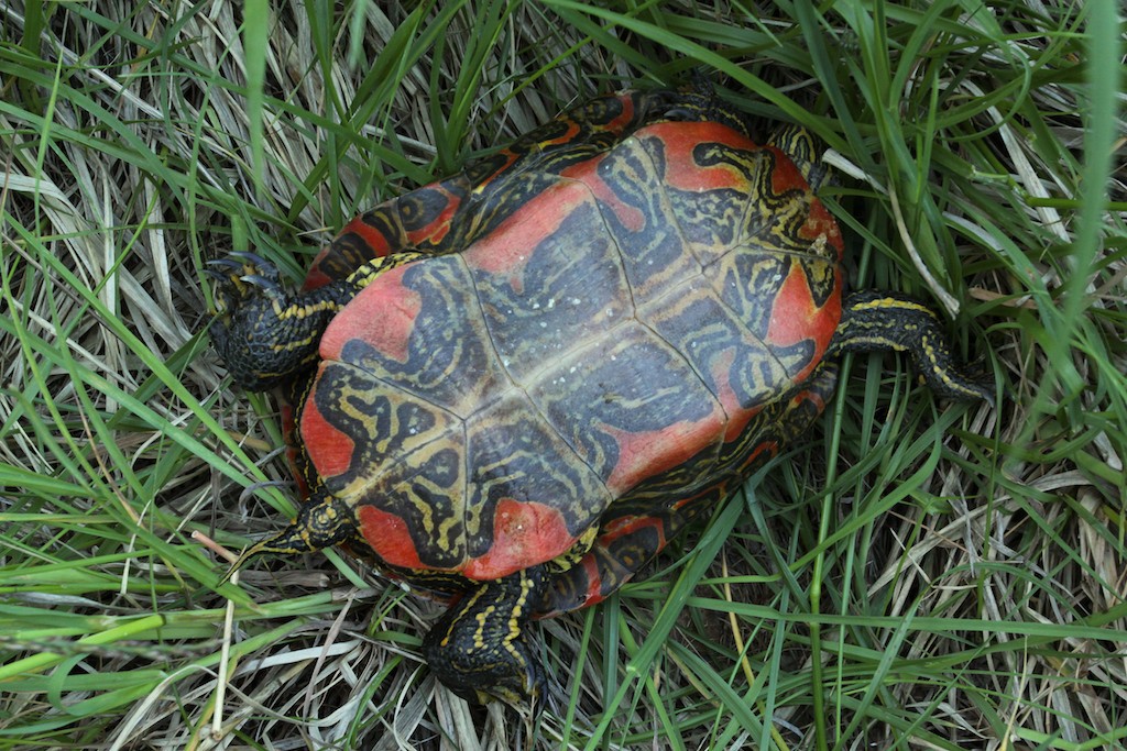 The markings on the plastron vary slightly between individuals