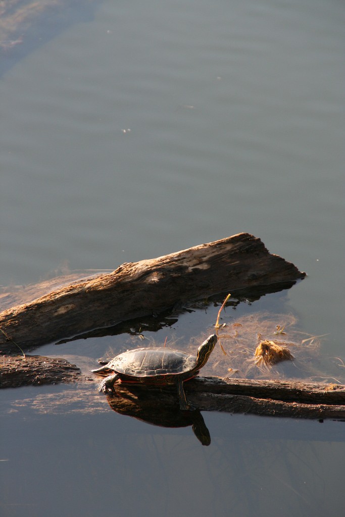 Basking warms a turtle's body