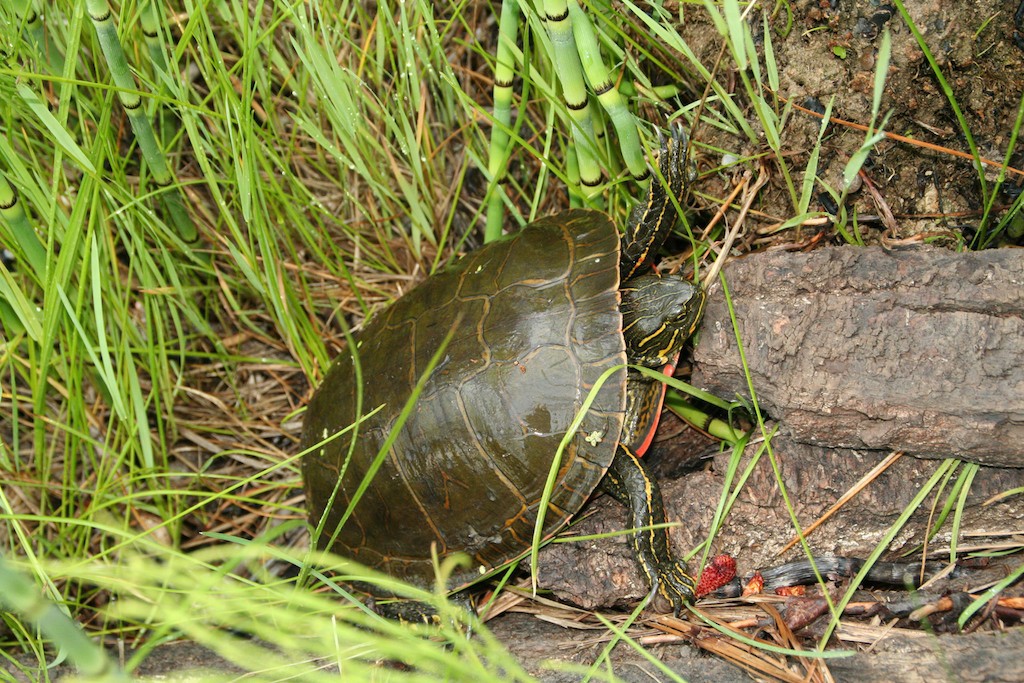 A female turtle on its way to a suitable nest site