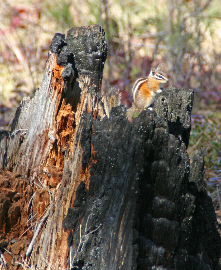 Yellow pine chipmunk