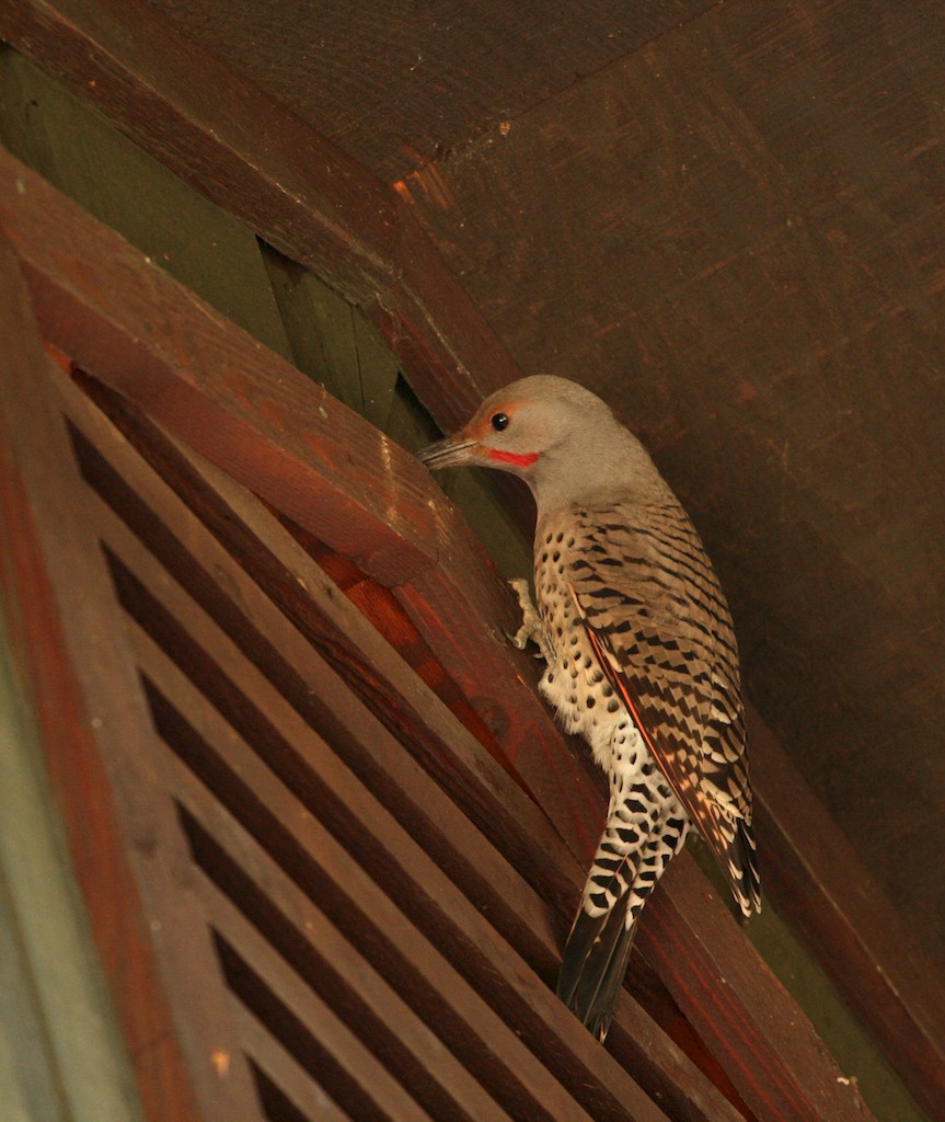 A male red-shafted flicker searches for insects on a house