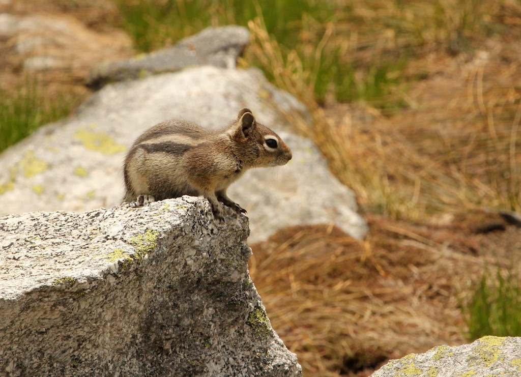 Golden-mantled ground squirrel