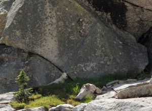 Billy goat resting on a hot summer day