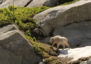 Billy goat headed to the shady cliffs