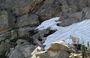 Mountain goat in the Selkirk Mountains