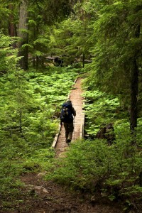 Boardwalk through a muddier section of devil's club in Long Canyon