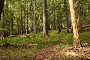 Old growth cedar and hemlock in Long Canyon