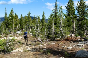 Whitebark pine forest on Parker Ridge