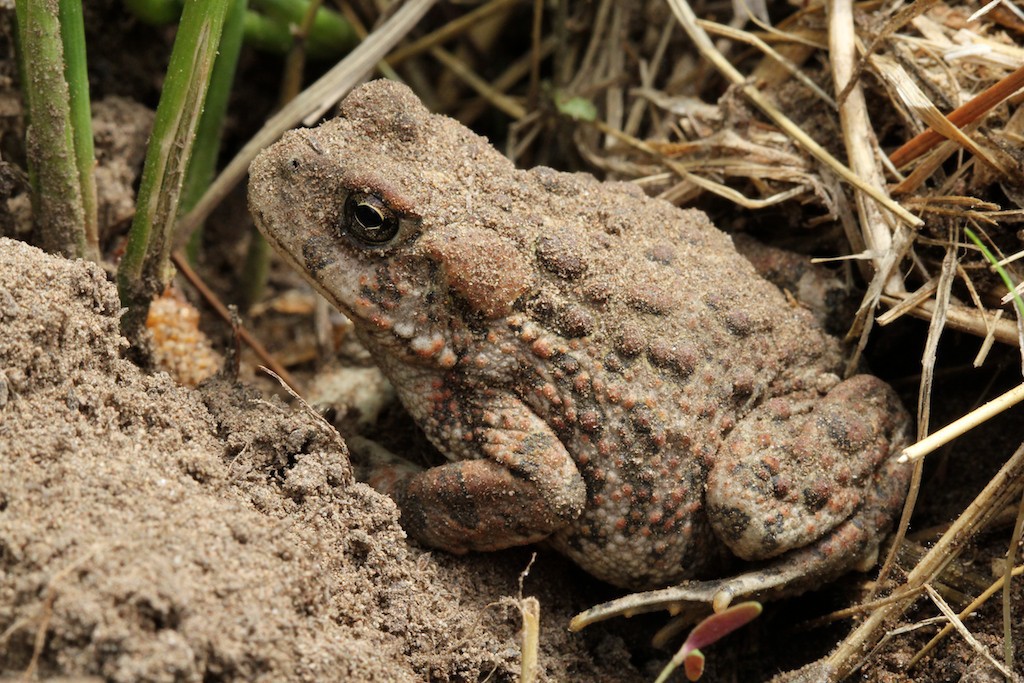 Toxic and foul-smelling substances are secreted from a toad's warts