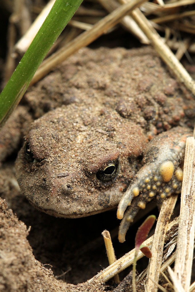 The yellow bumps on a toad's foot help it dig holes.