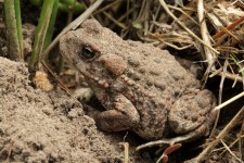 Toad