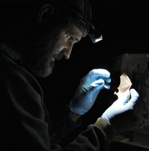 A bat biologist examines a bat during research at Kootenai National Wildlife Refuge