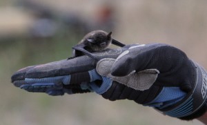 Some bat species that fall from their roost cannot take flight off the ground