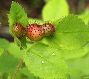 Spiny rose galls containing gall wasp larvae