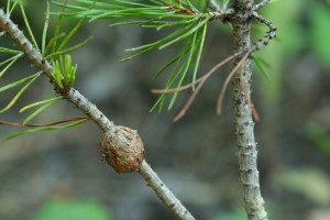 Gall on a lodgepole pine