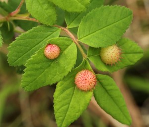 Spiny rose gall spines mimic those of the rose plant