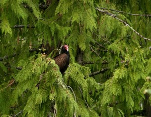 Turkey vultures will roost for more than two days if it is raining