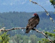 Turkey vulture