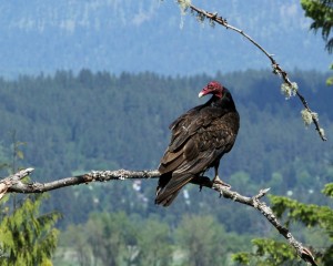 Turkey vultures only spend the summer in North Idaho. Come autumn, they migrate to Mexico, Central America or South America.