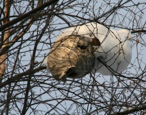 Bald-faced hornet nest
