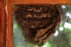 Inside of an aerial yellow jacket nest