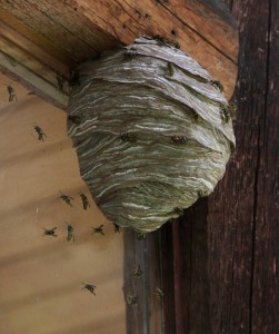Aerial yellow jackets build nests similar to bald-faced hornets.