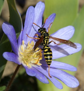 European paper wasps resemble yellow jackets but are slimmer and have longer legs