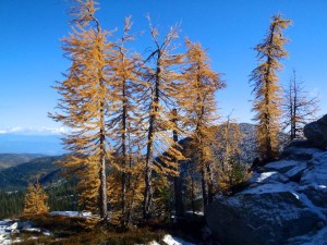 Alpine larch in late autumn