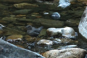 American dippers look like a cross between a thrush and a wren