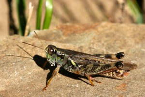 Grasshoppers have five eyes-- two large compound eyes and three smaller eyes 