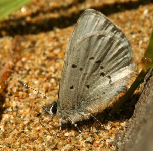 The simple eyes on the back of butterflies' heads are often hidden