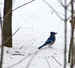Blue jays frequent bird feeders and the scattered remains on the snow in the winter