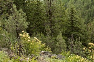 Rocky Mountain juniper (far left) grow in a tree form