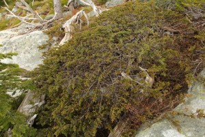 Common juniper typically don't grow more than a few feet high