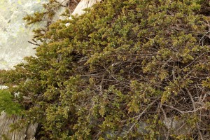 Juniper berries persist on the plant after ripening, offering a food source in winter